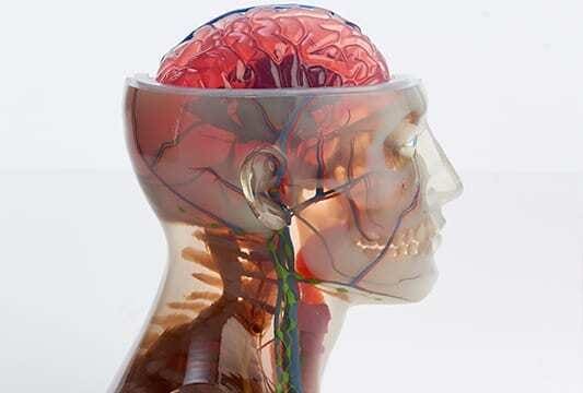 Impressão 3D muilti colorida feita com a nova impressora 3D J750 de uma cabeça e pescoço humano com todos os detalhes de nervos, músculos, veias, etc