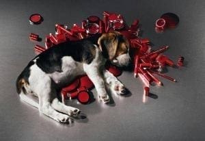 Cachorro da raça beagle deitado sobre lápis vermelhos e objetos de cor vermelha, simulando testes realizados em animais. Fundo da imagem em cinza escuro.